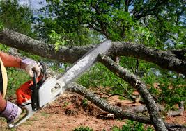 Best Tree Health Inspection  in Mount Ivy, NY